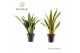 Sansevieria trifasciata decorum 