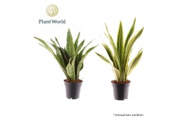 Sansevieria trifasciata decorum