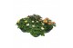 Chrysanthemum ind. cosmo mix Deco Chrysant mixlaag schaal 