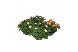 Chrysanthemum ind. cosmo mix Deco Chrysant mixlaag schaal