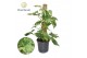 Syngonium mottled mosstok 