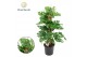 Monstera obliqua monkey mask mosstok 