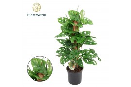 Monstera obliqua monkey mask mosstok