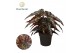 Begonia maculata Black Forest Begonia Black Forrest 14cm 3 pp 