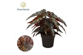Begonia maculata Black Forest Begonia Black Forrest 14cm 3 pp