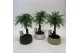 Araucaria Bonsai in Spiral 