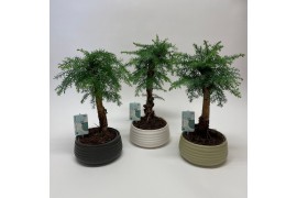 Araucaria Bonsai in Spiral