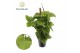 Philodendron Philodendron fibraecataphyllum Mosstok 3 pp 