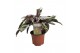 Calathea fusion white 