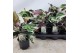 Calathea fusion white 