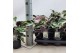 Calathea fusion white 