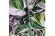 Calathea fusion white 