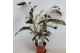 Calathea fusion white 