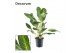 Aglaonema keylime Decorum 