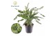 Aglaonema Aglaonema Juliette 2 pp 