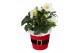 Helleborus niger christmas carol in pot santi 