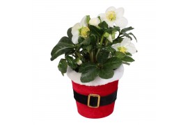 Helleborus niger christmas carol in pot santi