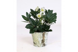 Helleborus niger christmas carol in zinken pot berkenschors print