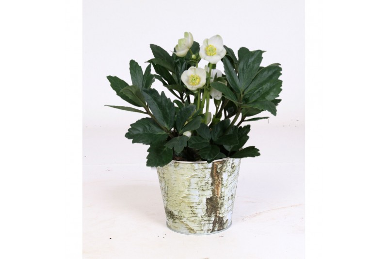 Helleborus niger christmas carol in zinken pot berkenschors print 