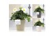 Helleborus niger christmas carol in Pure Ruby keramiek mix 