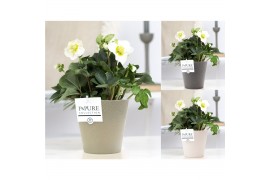 Helleborus niger christmas carol in Pure Ruby keramiek mix