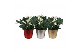 Helleborus niger christmas carol in pot bubble 3 ass.
