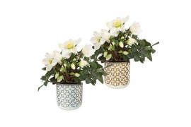 Helleborus niger christmas carol in Barok pot goud en zilver hoogglans