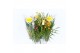 Cymbidium mix 1 tak kleuren mix 