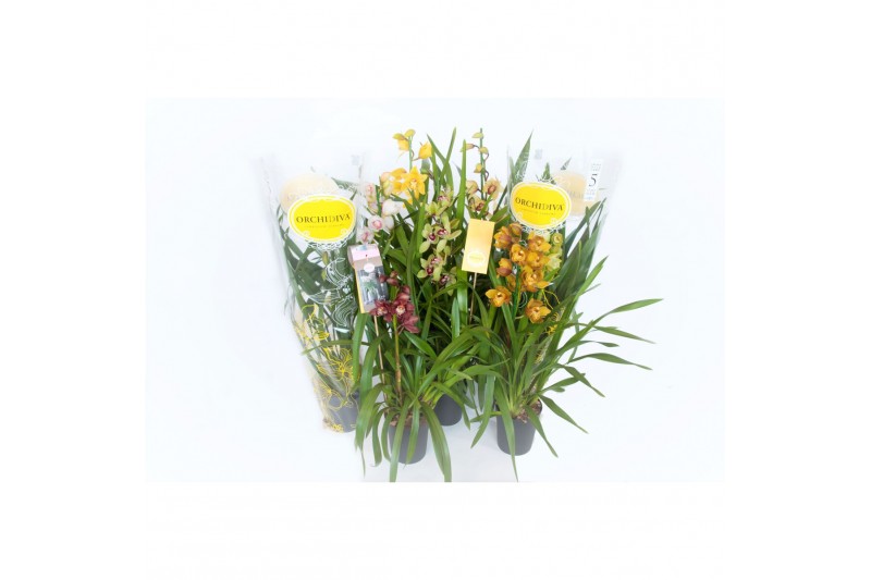 Cymbidium mix 1 tak kleuren mix 