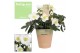 Helleborus niger christmas carol Feel Green Potc. Decorum 10+ 