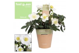 Helleborus niger christmas carol Feel Green Potc. Decorum 10+