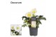 Helleborus niger christmas carol XL + etiket Decorum 