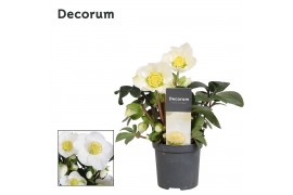 Helleborus niger christmas carol XL + etiket Decorum