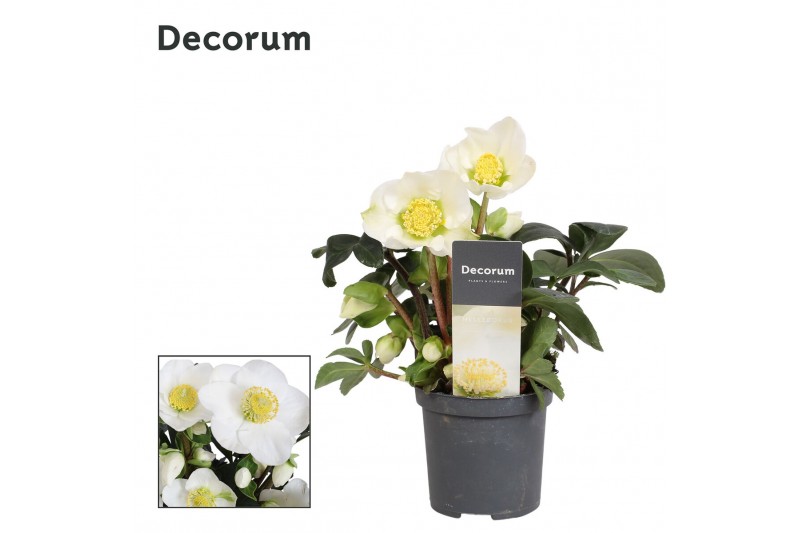Helleborus niger christmas carol XL + etiket Decorum 