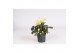 Helleborus niger christmas carol XL + etiket Decorum 