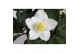 Helleborus niger christmas carol XL + etiket Decorum 