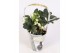 Helleborus niger christmas carol in draagtas winter 