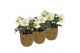 Helleborus niger christmas carol in ornamental pot mix 