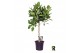 Ficus benghalensis audrey op stam 