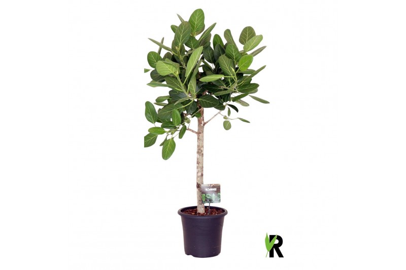 Ficus benghalensis audrey op stam 