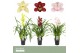 Cymbidium mix Cymbidium, Mix 1-spike P14 Orchid Collection 1 tak/plnt  