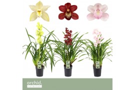 Cymbidium mix Cymbidium, Mix 1-spike P14 Orchid Collection 1 tak/plnt 