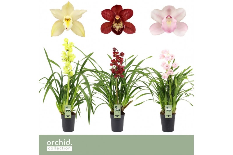 Cymbidium mix Cymbidium, Mix 1-spike P14 Orchid Collection 1 tak/plnt Cymbidium mix Cymbidium, Mix 1-spike P14 Orchid Collection 1 tak/plnt