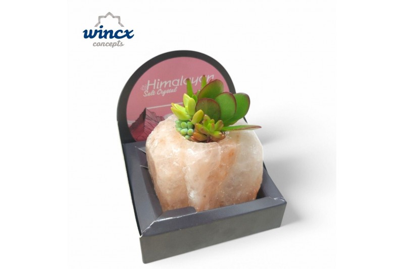 Arrangementen succulenten Concepts® - Himalayan Salt Crystal4 pp 