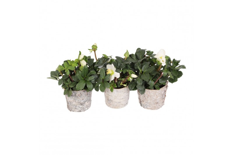 Helleborus niger christmas carol in berken pot Helleborus niger christmas carol in berken pot