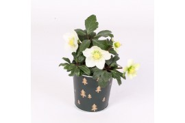 Helleborus niger christmas carol in kerst zink donkergroen met goud