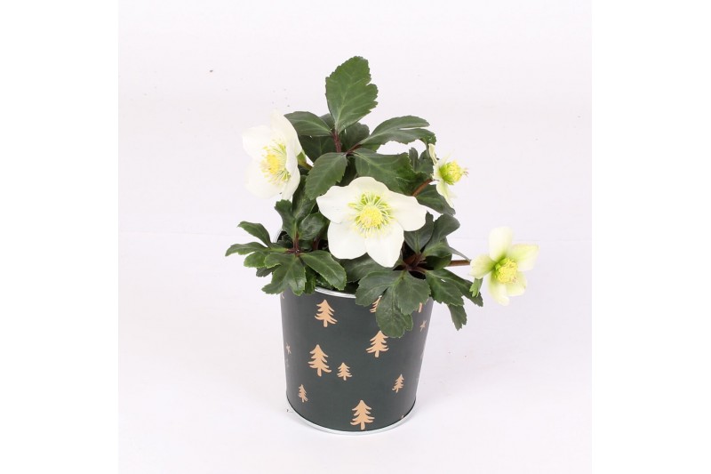 Helleborus niger christmas carol in kerst zink donkergroen met goud Helleborus niger christmas carol in kerst zink donkergroen met goud