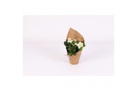 Helleborus niger christmas carol in pot botanic vibes nature