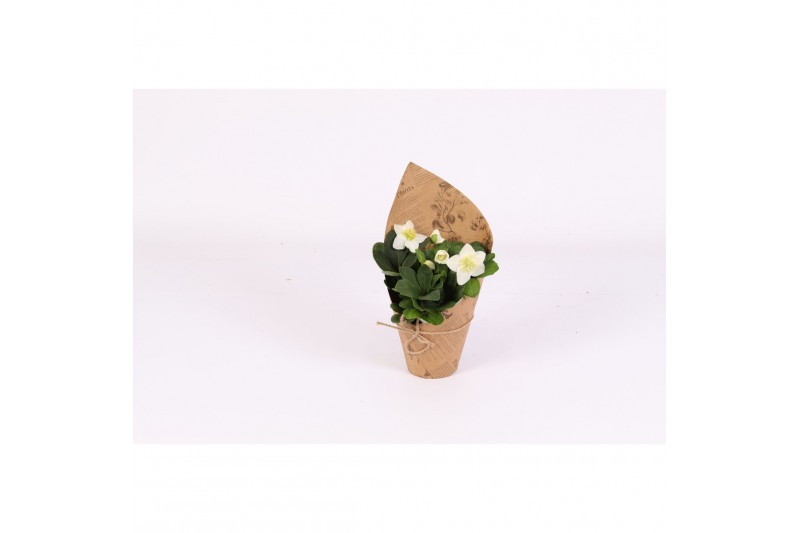 Helleborus niger christmas carol in pot botanic vibes nature Helleborus niger christmas carol in pot botanic vibes nature