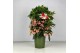 Ardisia crenata bos premium pink roze bes 4 